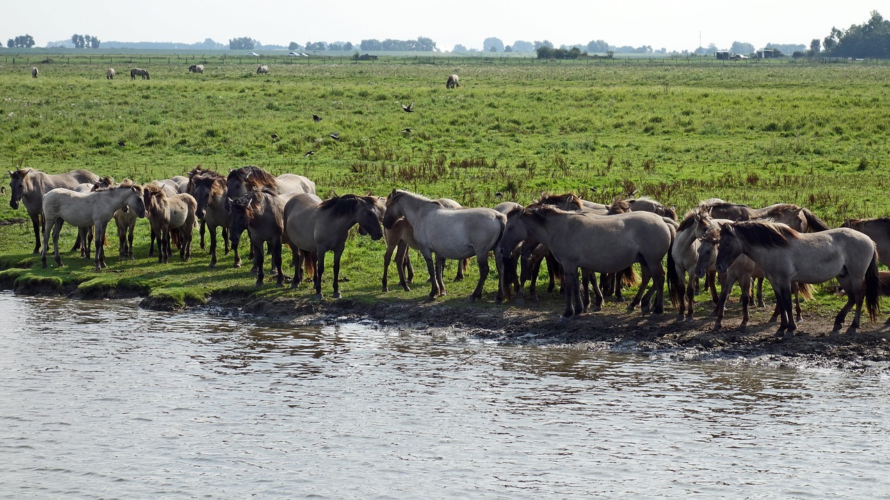 découvrez l'importance des aires protégées dans la préservation de la biodiversité et des écosystèmes. apprenez comment ces zones contribuent à la conservation de la faune et de la flore, tout en offrant des espaces pour la recherche, l'éducation, et les activités récréatives.