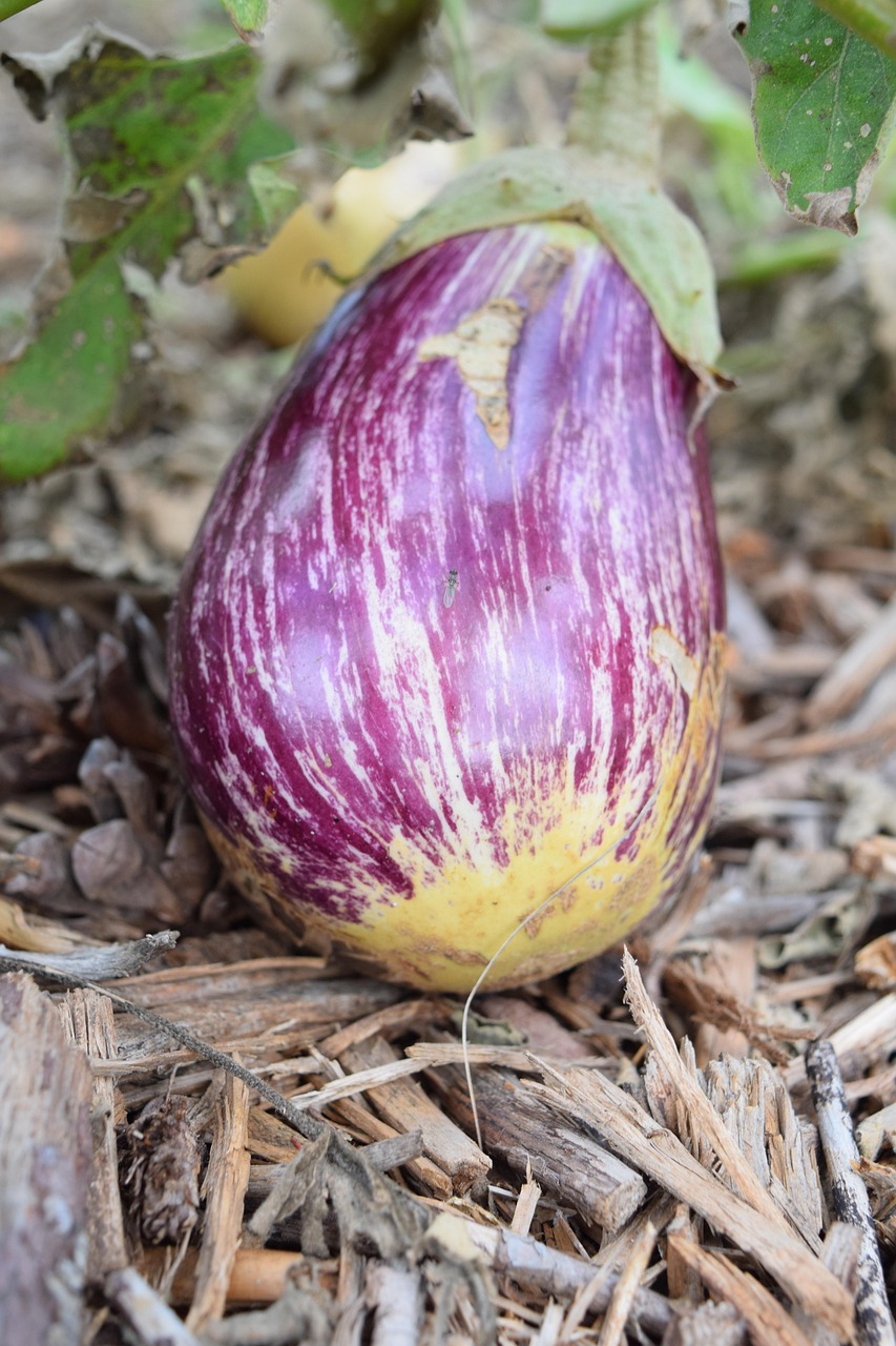 découvrez les principes du jardinage en permaculture urbaine pour cultiver un espace écologique, durable et productif en ville.