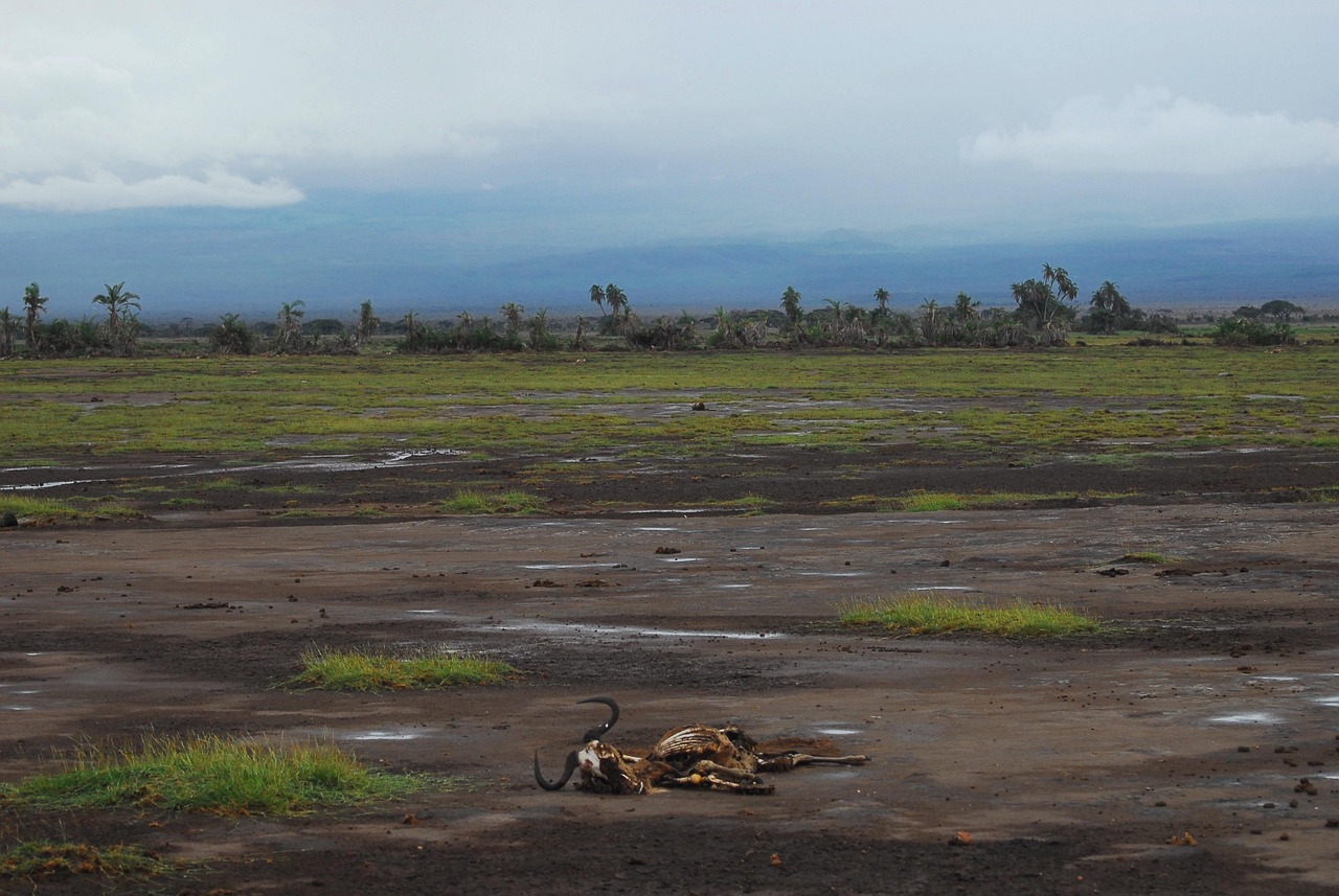 découvrez les enjeux majeurs de la crise climatique actuelle, ses impacts globaux et les solutions pour un avenir durable.
