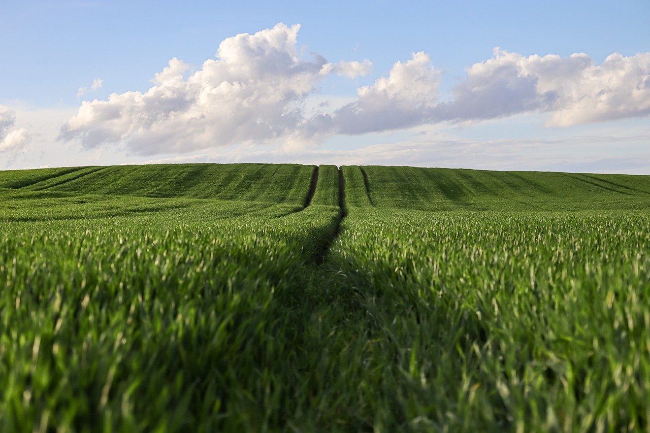 découvrez les principes et pratiques de l'agriculture durable : des méthodes respectueuses de l'environnement pour produire de la nourriture tout en préservant les ressources naturelles et la biodiversité.