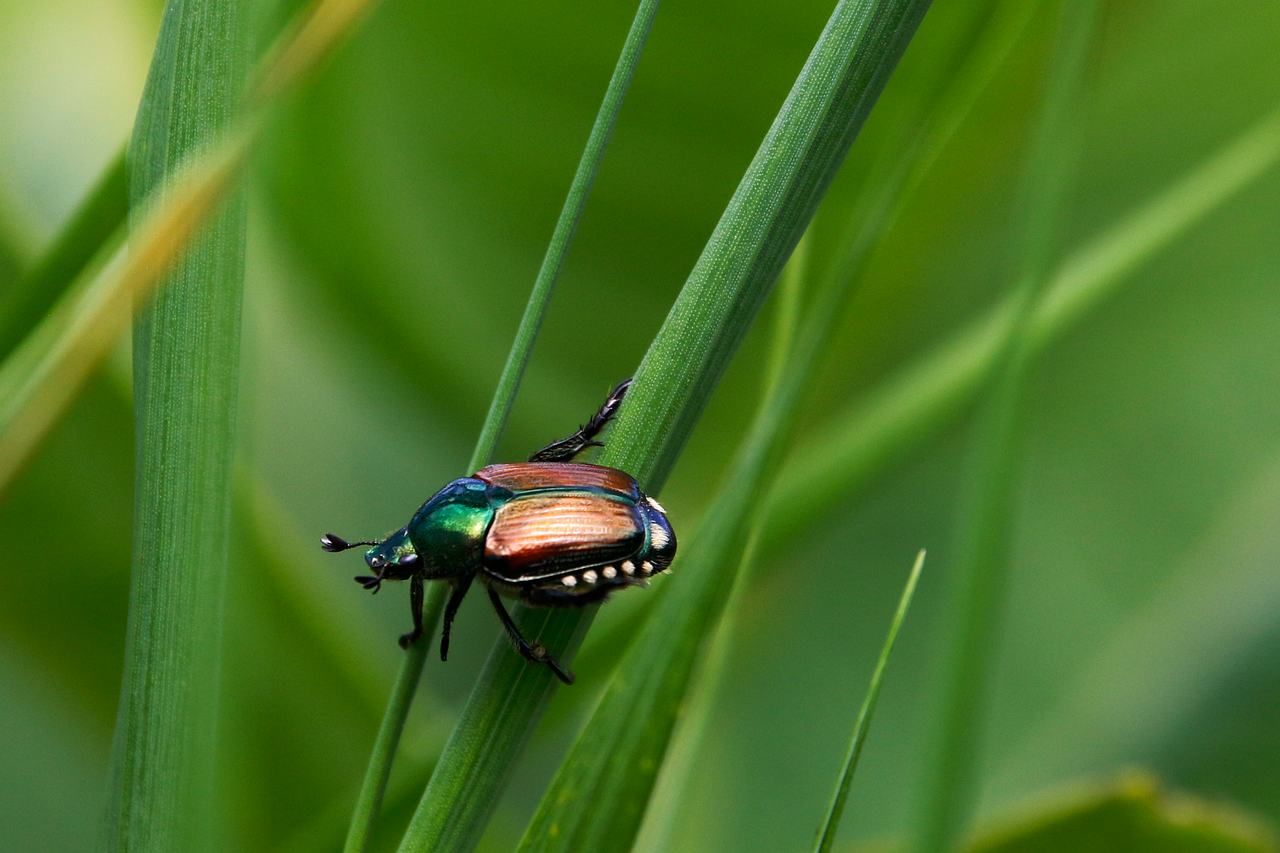découvrez l'importance de la biodiversité pour la santé de notre planète et le bien-être humain. apprenez comment préserver les écosystèmes et promouvoir la diversité des espèces pour un avenir durable.