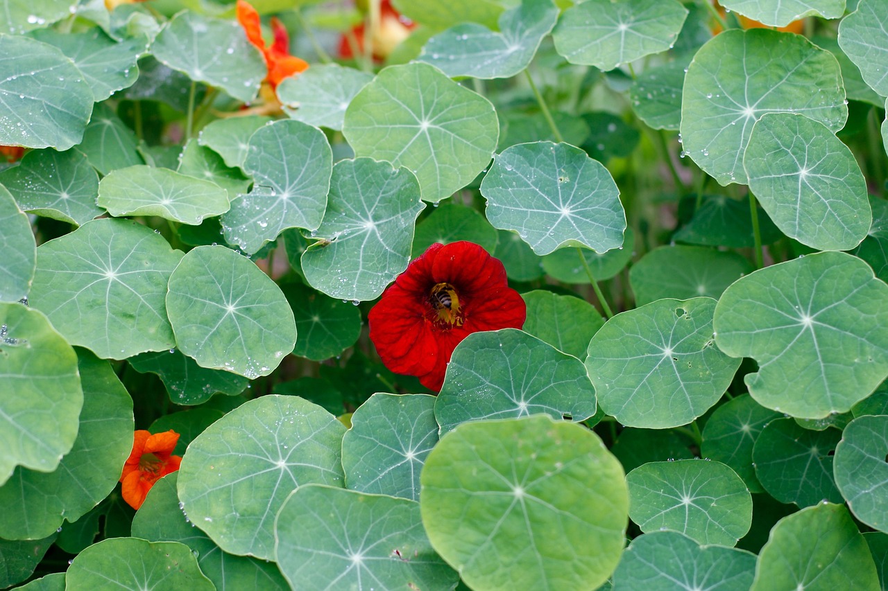 découvrez comment créer un jardin mandala en permaculture, un design écologique et esthétique qui optimise l'espace et favorise la biodiversité.