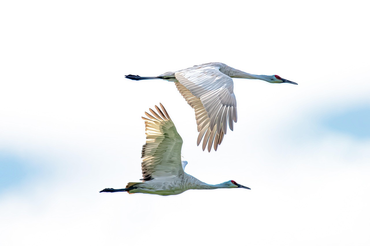 découvrez les mécanismes fascinants de la migration des espèces, un phénomène naturel essentiel pour la survie et l'adaptation des animaux face aux changements climatiques et environnementaux. plongez dans le monde des migrations saisonnières et leurs impacts sur les écosystèmes.