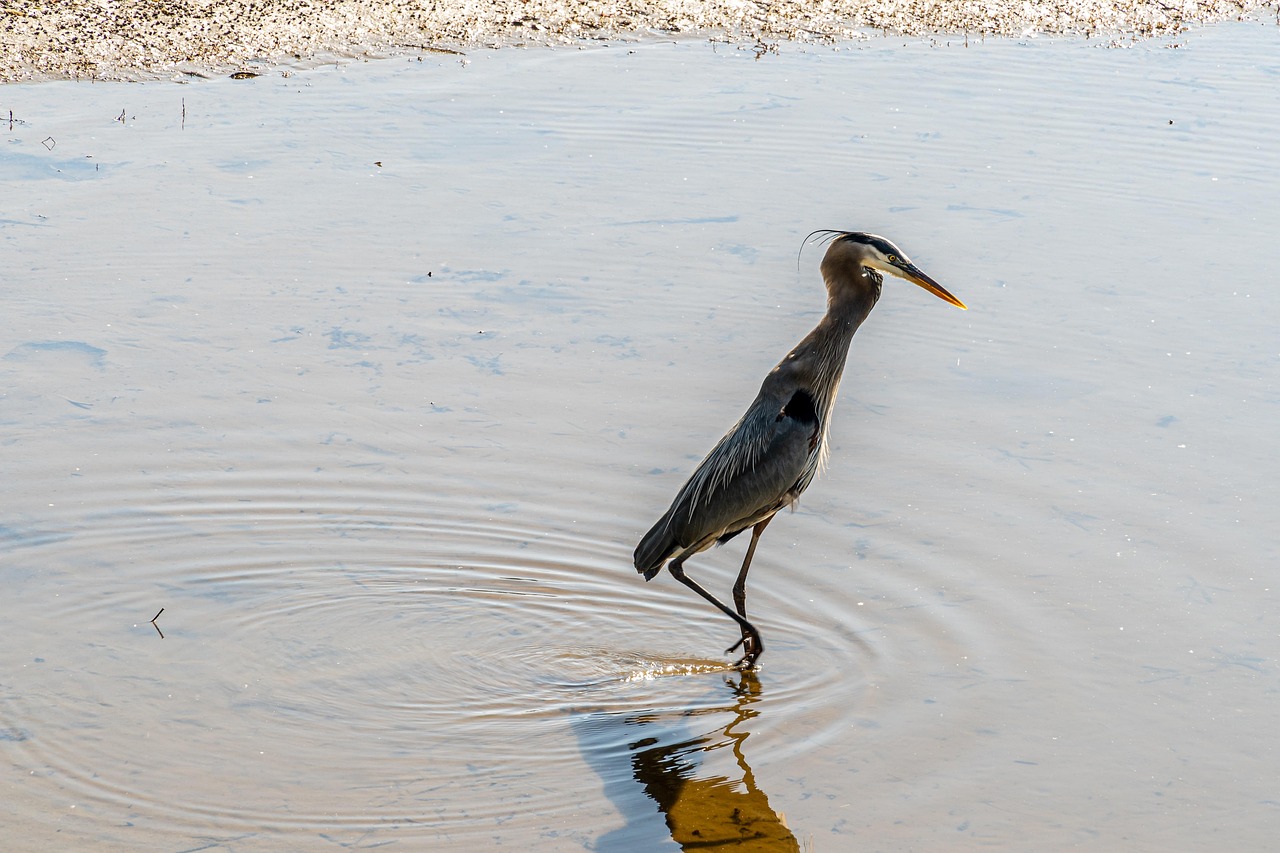 découvrez l'importance de la protection des zones humides pour préserver la biodiversité, lutter contre les changements climatiques et maintenir l'équilibre écologique.