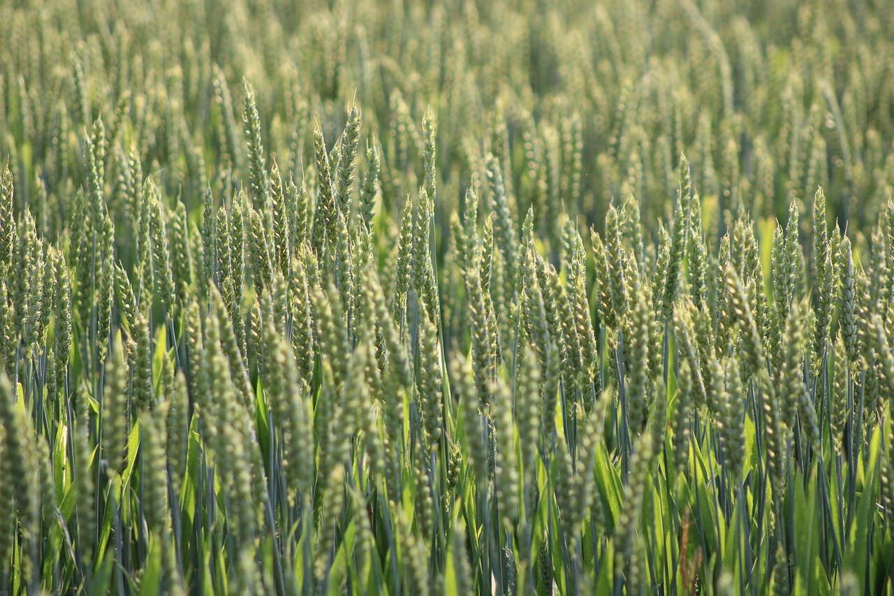découvrez comment l’agriculture durable favorise la préservation de l’environnement, la santé des sols et une production alimentaire responsable au bénéfice des générations futures.
