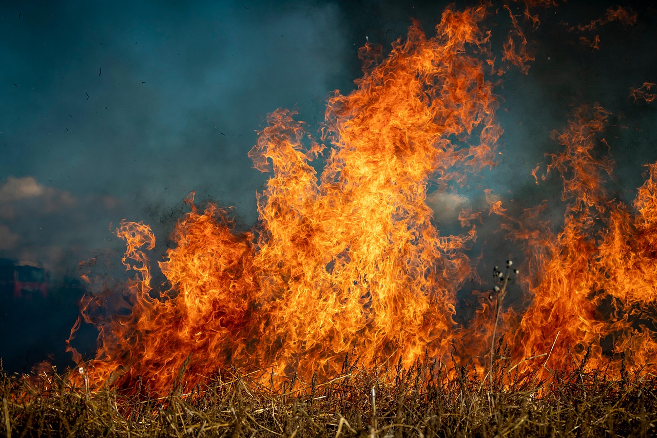 découvrez les enjeux des incendies de forêt : causes, impacts environnementaux et efforts de prévention. apprenez comment ces catastrophes affectent la biodiversité et les communautés, et explorez les solutions durables pour protéger notre planète.