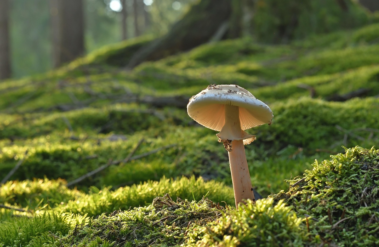 découvrez l'univers fascinant des forêts, ces écosystèmes riches en biodiversité qui abritent une multitude d'espèces. explorez leur importance pour notre environnement, leur rôle dans la lutte contre le changement climatique et la nécessité de les préserver pour les générations futures.