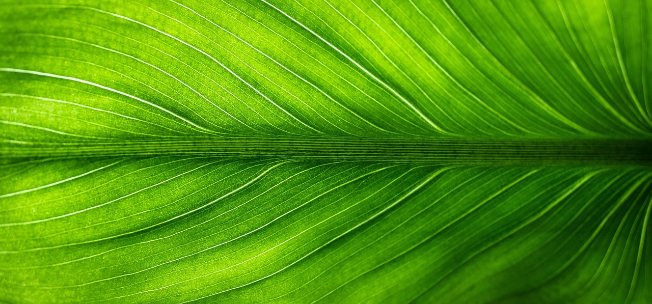 découvrez notre gamme de produits de nettoyage écologiques, efficaces et respectueux de l'environnement, pour un intérieur propre et sain tout en protégeant la planète.