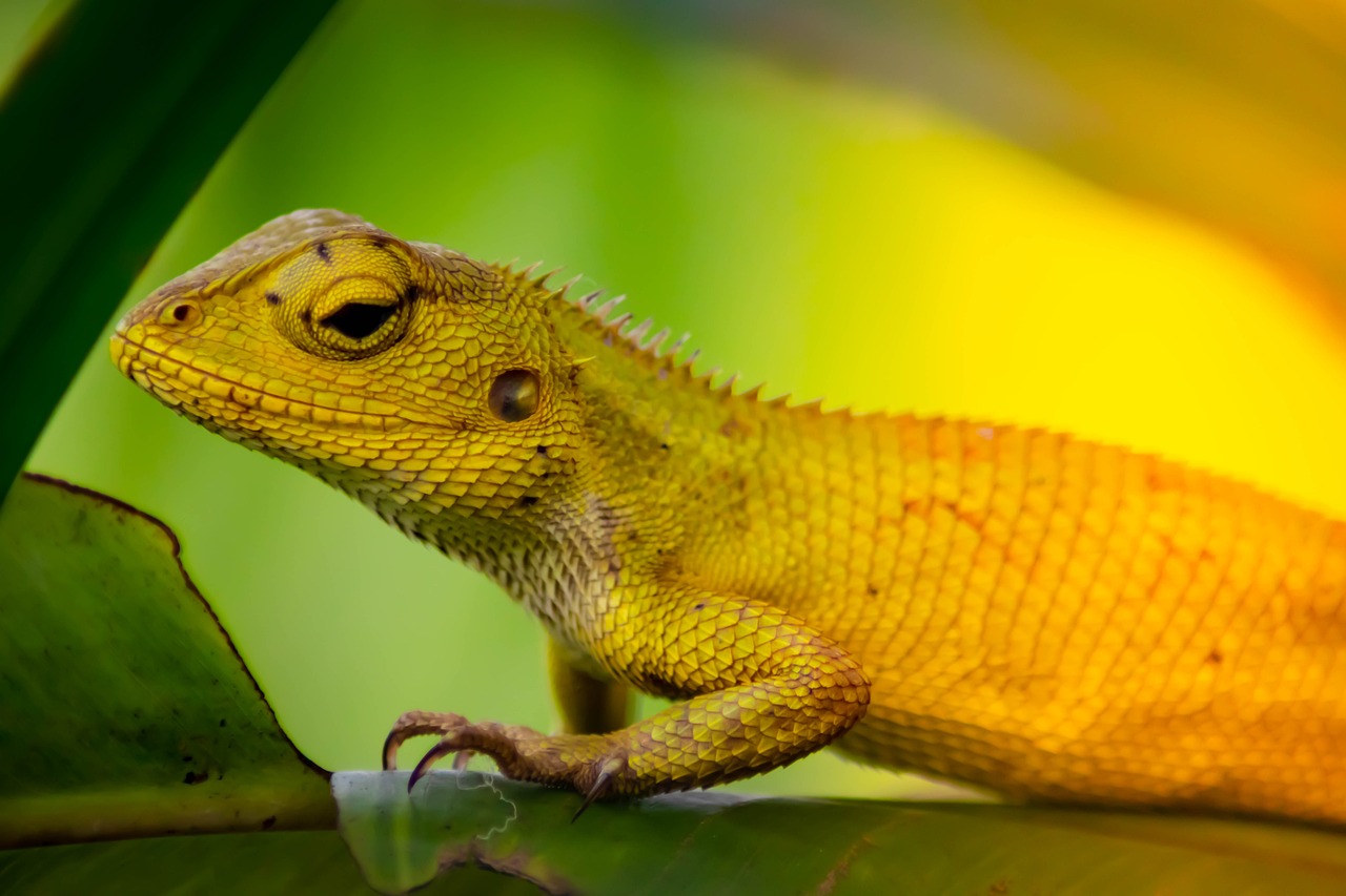découvrez comment l'adaptation, qu'elle soit personnelle, professionnelle ou environnementale, joue un rôle crucial dans notre vie quotidienne. apprenez des stratégies pour mieux s'adapter aux changements et relever les défis avec succès.