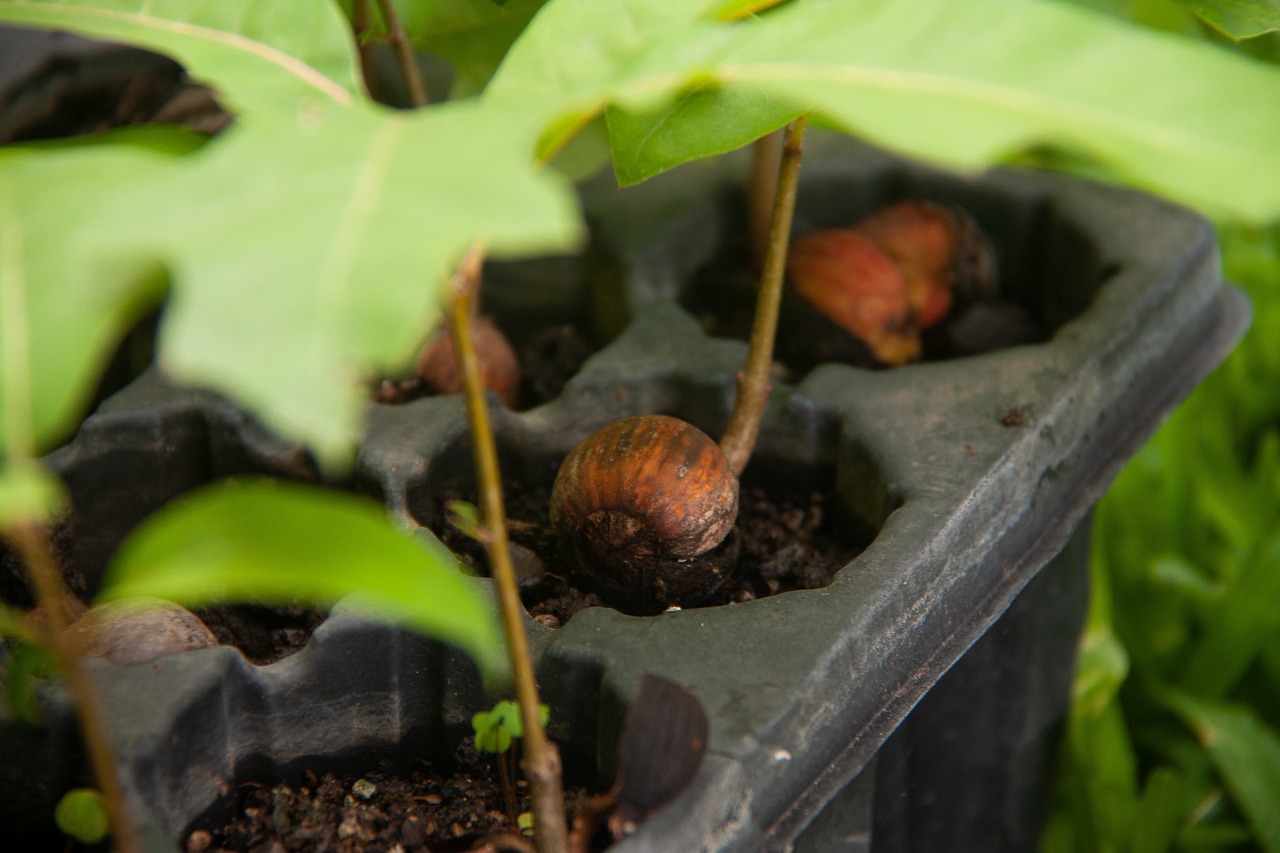 découvrez l'importance de la reforestation pour restaurer les écosystèmes, lutter contre le changement climatique et préserver la biodiversité.