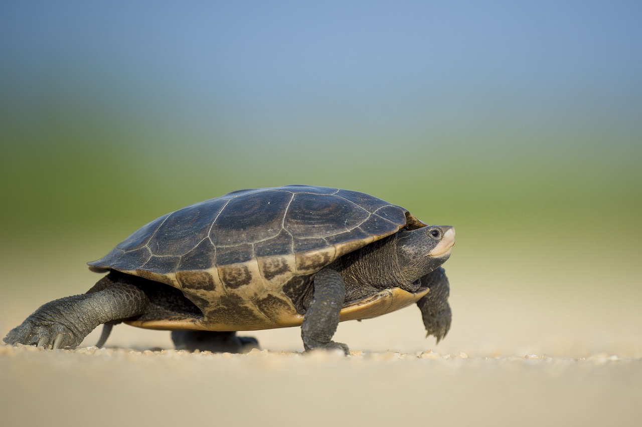 découvrez le slow travel, une approche de voyage qui privilégie la lenteur, l'immersion et l'authenticité. explorez des destinations tout en vous connectant véritablement à la culture locale, en savourant chaque moment et en respectant l'environnement. embarquez pour une aventure qui enrichit l'esprit et le cœur.