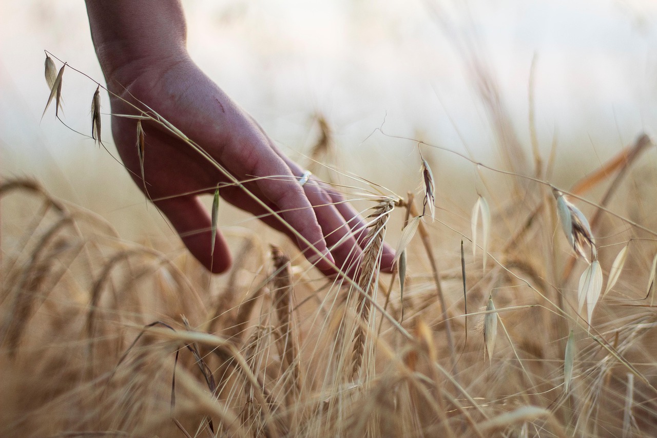 découvrez l'agriculture urbaine, une pratique innovante qui transforme nos villes en espaces verts productifs. apprenez comment cultiver des légumes, des fruits et des herbes en milieu urbain, tout en contribuant à la durabilité et à la biodiversité de votre environnement. rejoignez le mouvement pour des villes plus vertes et plus saines.