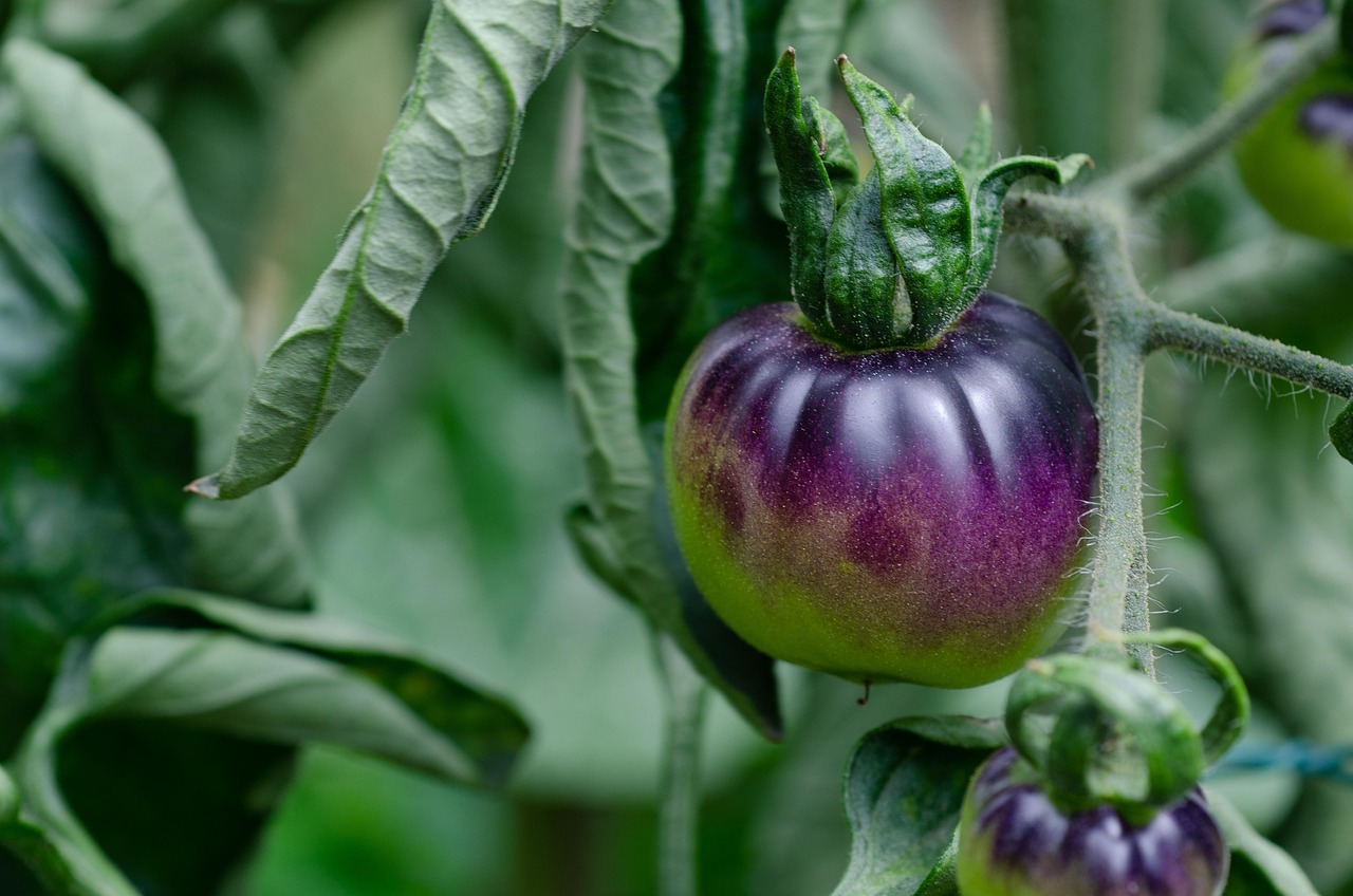 découvrez la méthode efficace pour planter des tomates et obtenir une récolte abondante. conseils pratiques pour réussir la culture de vos tomates.