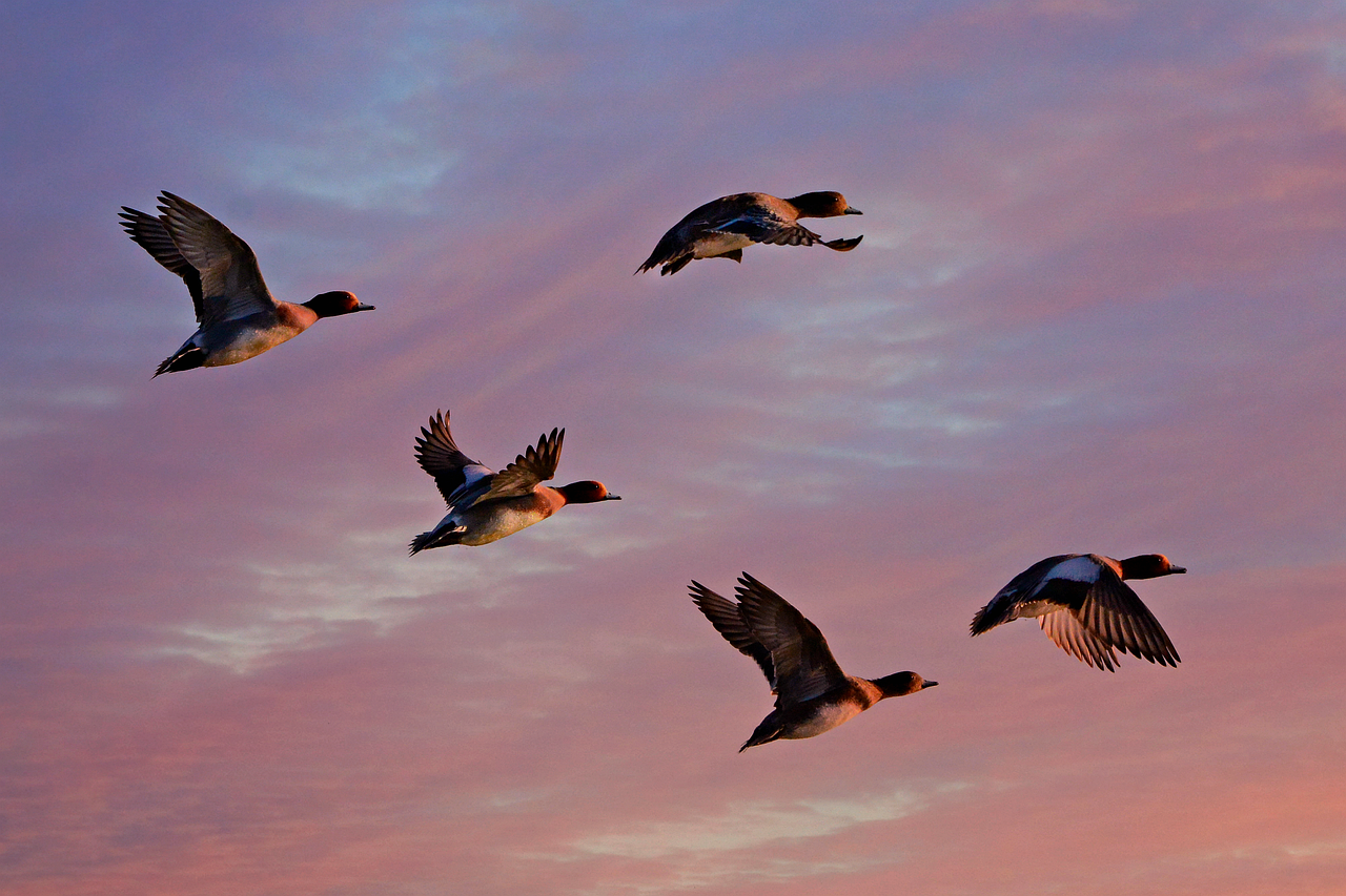 découvrez le fascinant phénomène de la migration des espèces, où les animaux et les plantes se déplacent pour échapper aux changements climatiques et rechercher de nouvelles ressources. apprenez comment ces déplacements influencent l'écosystème et l'équilibre naturel.