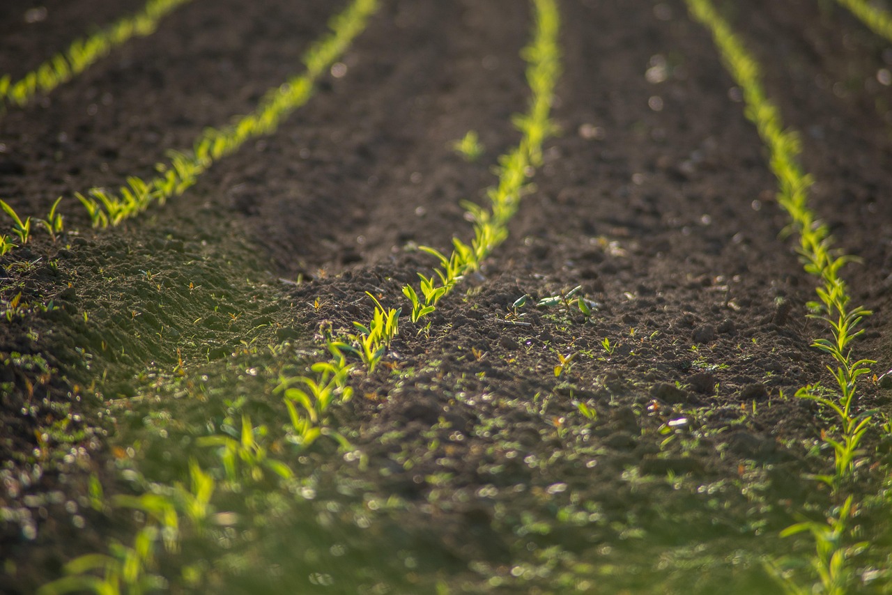 découvrez les principes de l'agriculture durable, une approche innovante qui préserve l'environnement tout en garantissant la sécurité alimentaire. apprenez comment cette méthode soutient la biodiversité, réduit l'usage des pesticides et favorise des pratiques agricoles respectueuses de la planète.
