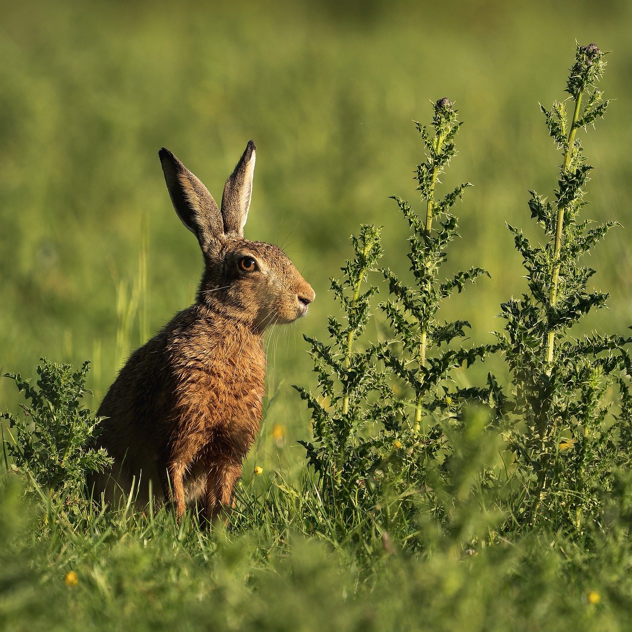 découvrez l'importance de la biodiversité, la variété des espèces vivantes qui enrichissent notre planète et soutiennent les écosystèmes essentiels à la vie.
