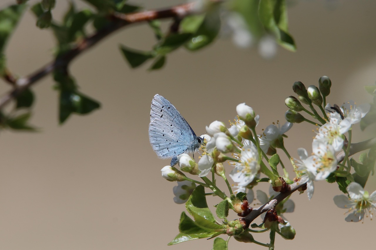 découvrez l'importance de la biodiversité, sa richesse et les actions pour la préserver afin de garantir un équilibre écologique durable.