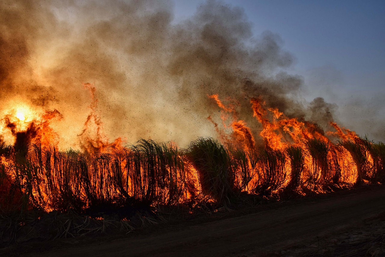 découvrez les causes, les impacts et les mesures de prévention des incendies de forêt. explorez les efforts de protection de l'environnement et les stratégies pour gérer ces catastrophes naturelles. informez-vous sur les conséquences des feux de forêt sur la biodiversité et le climat.