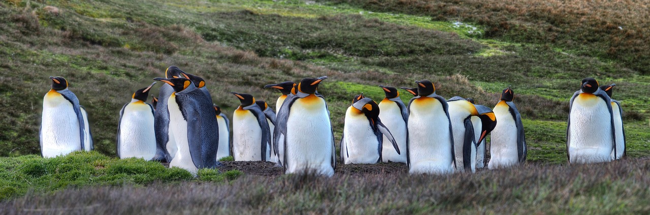 découvrez l'écosystème unique de l'antarctique, un environnement extrême abritant une faune et une flore adaptées aux conditions polaires.