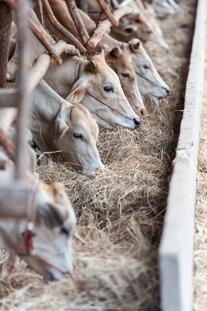 découvrez le monde fascinant de l'élevage de bétail, une pratique essentielle pour la production alimentaire. explorez les différentes espèces, les méthodes d'élevage, et l'impact de l'élevage sur l'environnement et l'économie.
