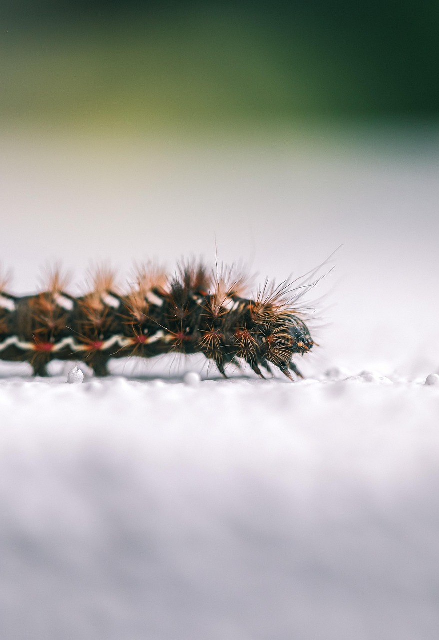 découvrez le monde fascinant des insectes : leur diversité, leur rôle crucial dans les écosystèmes et des faits étonnants sur ces petites créatures qui peuplent notre planète.