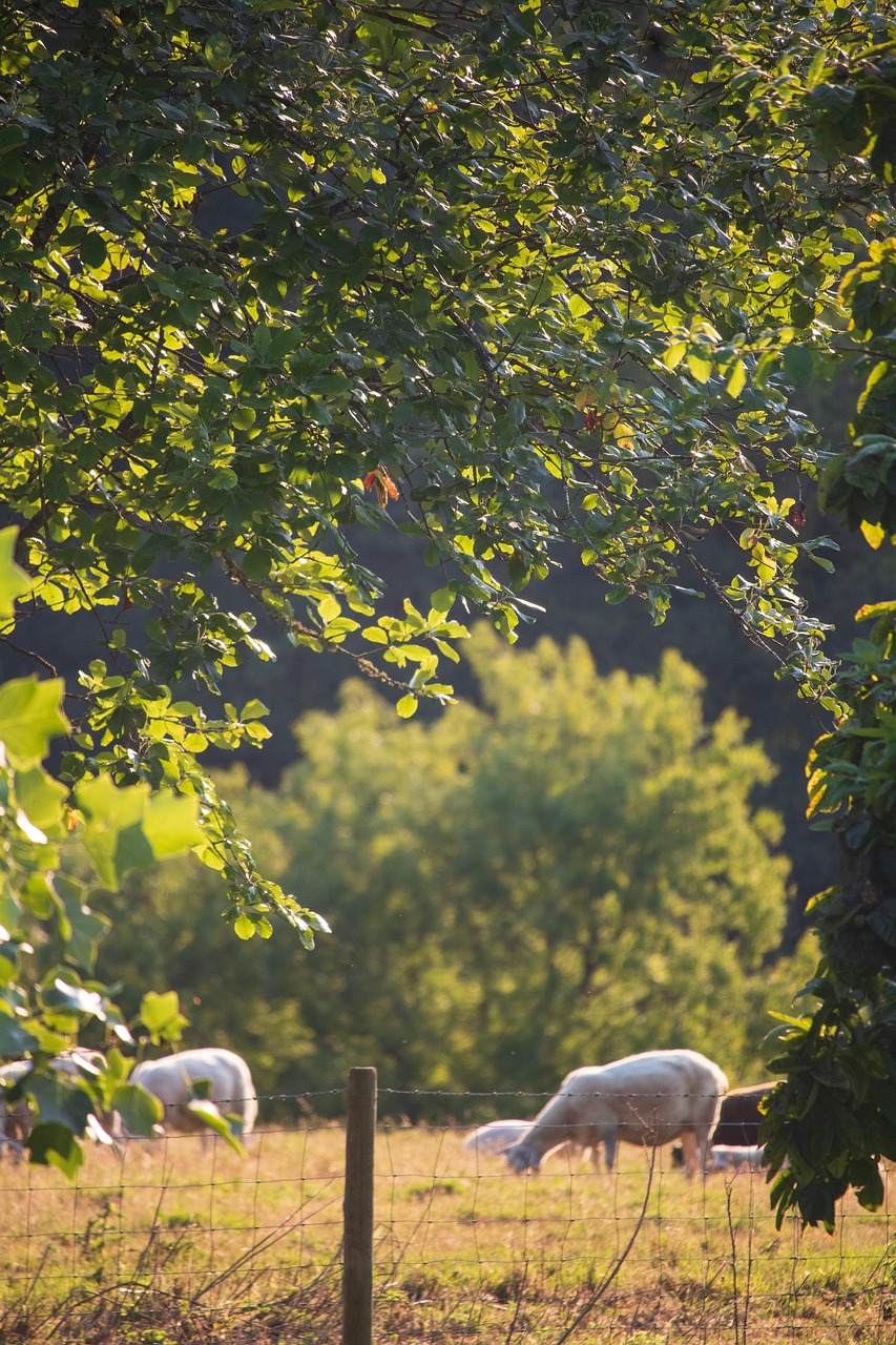 découvrez les principes et les avantages de l’agriculture durable, une approche respectueuse de l’environnement qui vise à préserver les ressources naturelles tout en assurant une production agricole efficace et responsable.