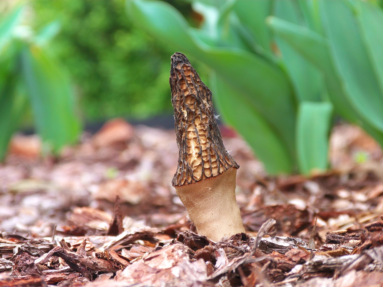 découvrez l'univers fascinant des morilles, ces champignons prisés des gastronomes. apprenez tout sur leur culture, leur récolte et leurs recettes savoureuses pour sublimer vos plats.