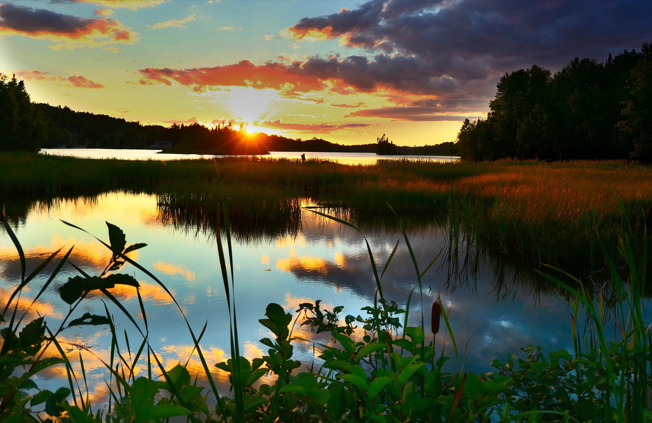 découvrez les écosystèmes : leur diversité, leur importance pour la planète et les menaces qui pèsent sur eux. apprenez comment préserver ces précieux équilibre naturels et l'impact des activités humaines sur la biodiversité.