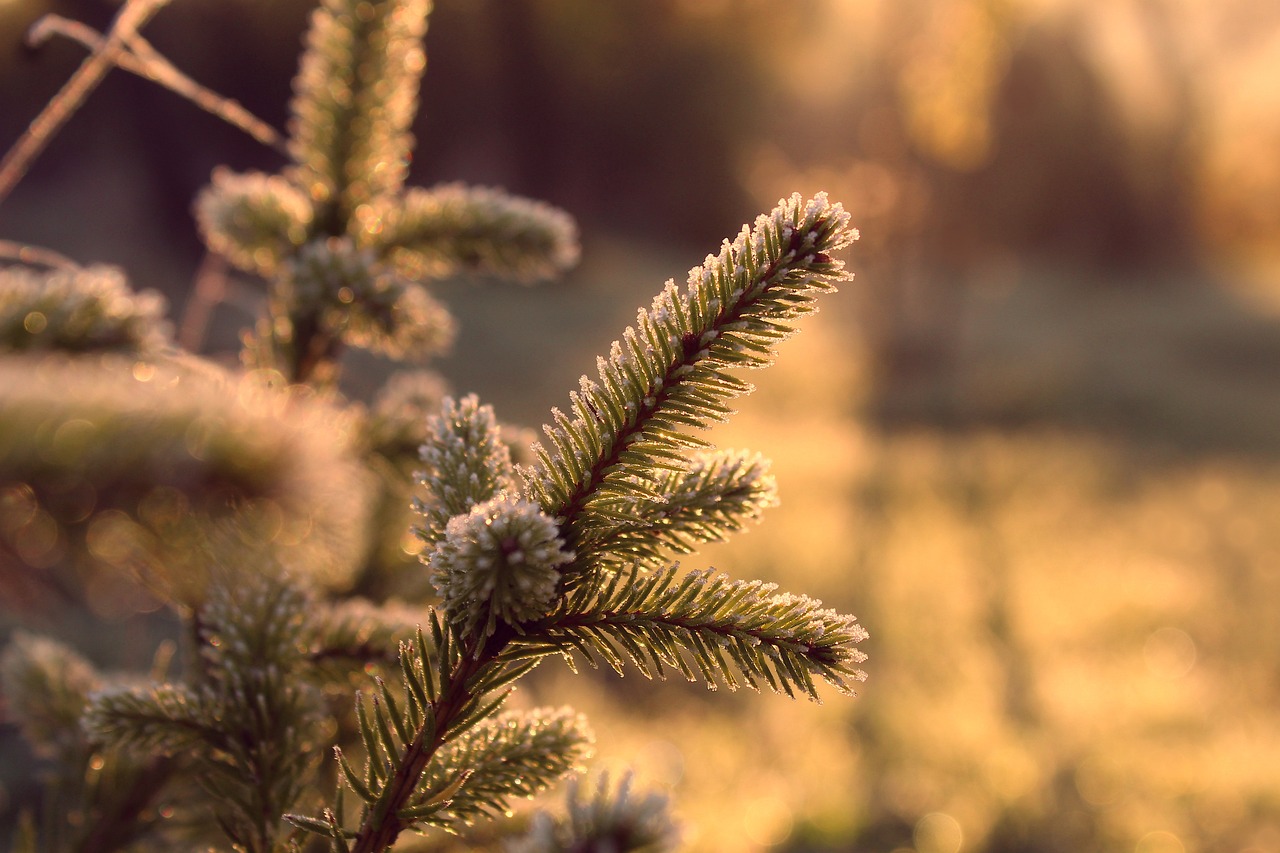 découvrez l'écologie, une science essentielle qui étudie les interactions entre les êtres vivants et leur environnement. explorez les enjeux environnementaux, les solutions durables et les initiatives écologiques pour préserver notre planète.