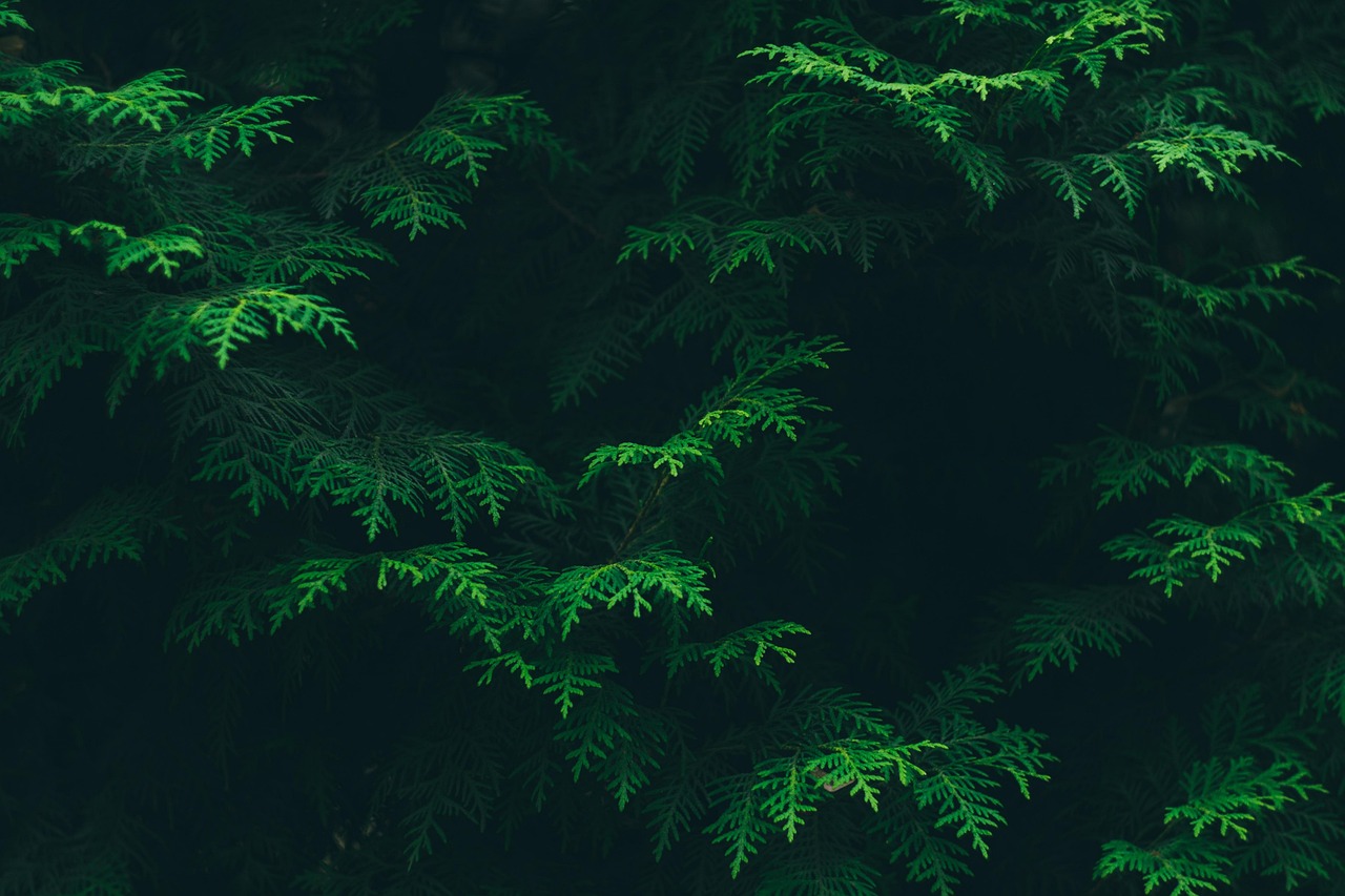 découvrez l'écologie : l'étude des interactions entre les êtres vivants et leur environnement, et apprenez comment adopter des gestes éco-responsables pour protéger la planète.