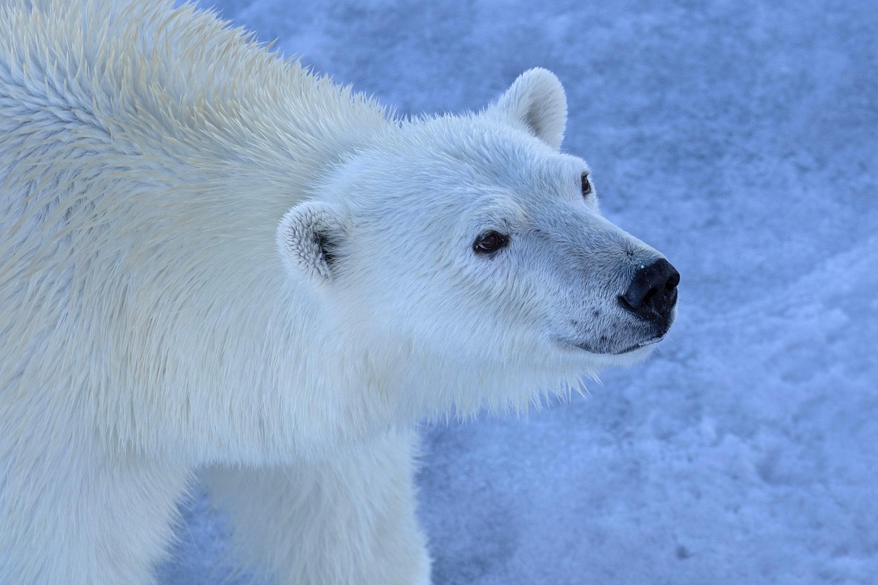 découvrez les initiatives et engagements du g7 pour lutter contre le changement climatique et protéger l'environnement à l'échelle mondiale.