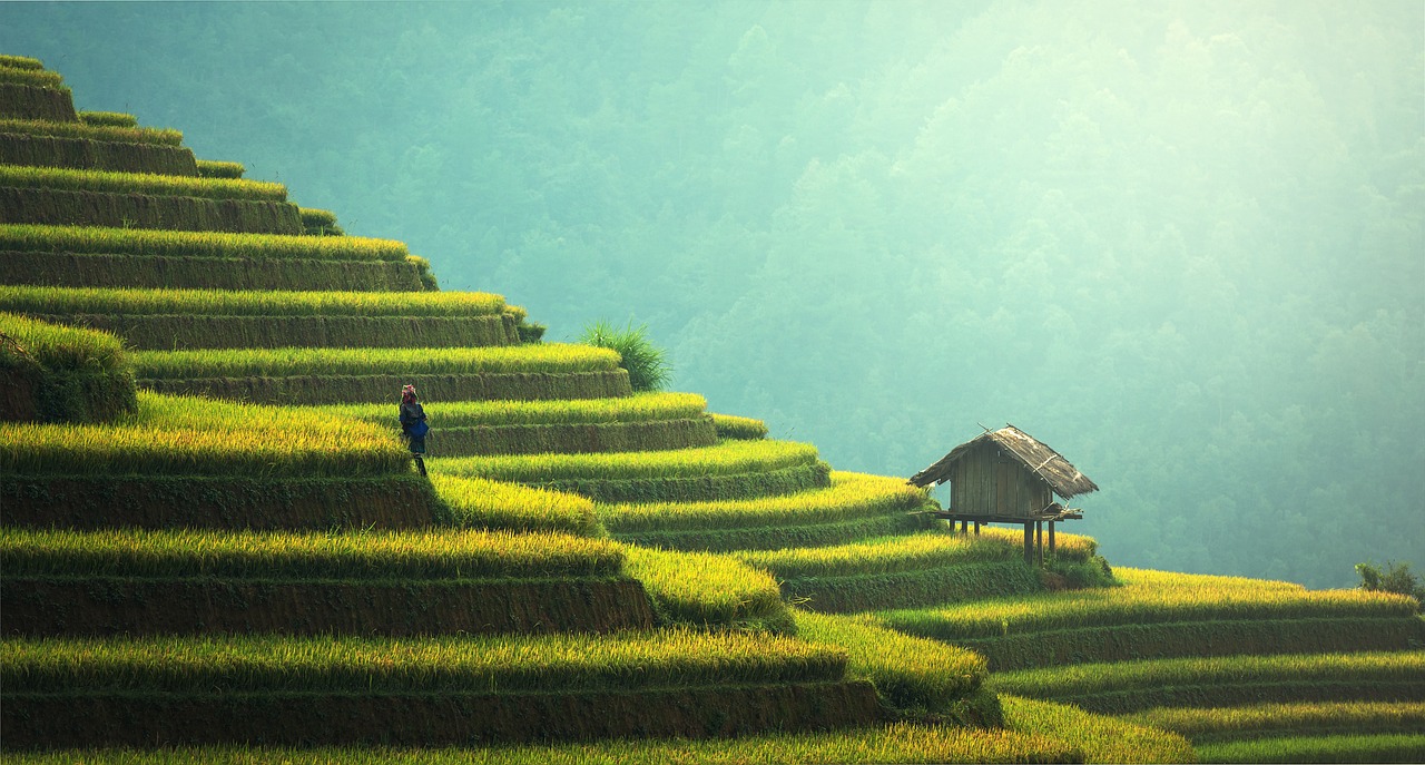 découvrez l'agriculture durable, une approche innovante qui respecte l'environnement tout en répondant aux besoins alimentaires. explorez les techniques écoresponsables et les pratiques agricoles qui préservent les ressources naturelles pour les générations futures.