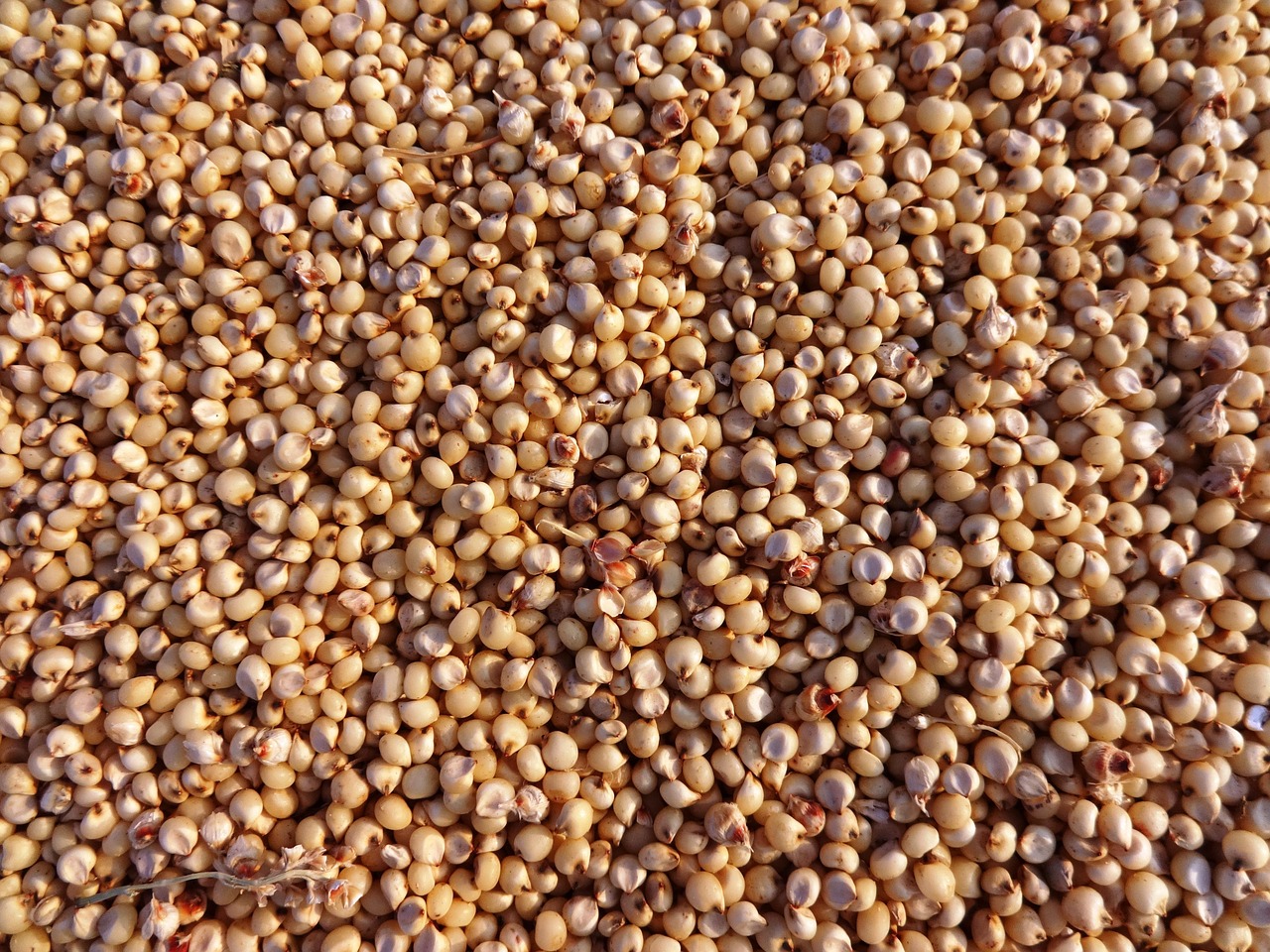 découvrez le sorgho, une céréale nutritive et polyvalente, idéale pour une alimentation saine. apprenez ses bienfaits, ses utilisations en cuisine et son importance dans l'agriculture durable.