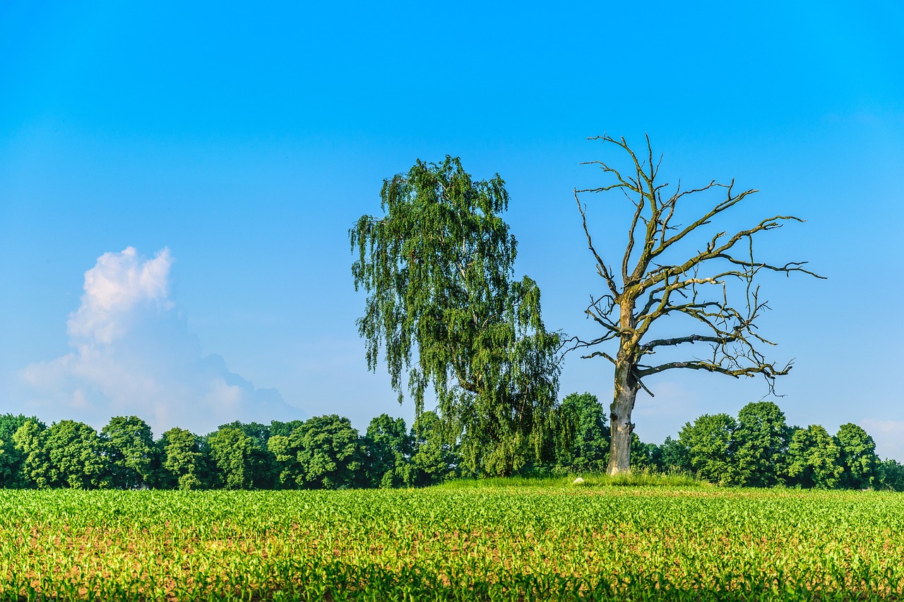 découvrez tout sur les dead trees : définition, causes, impact sur l’environnement et conseils pour gérer les arbres morts dans votre jardin ou espace naturel.