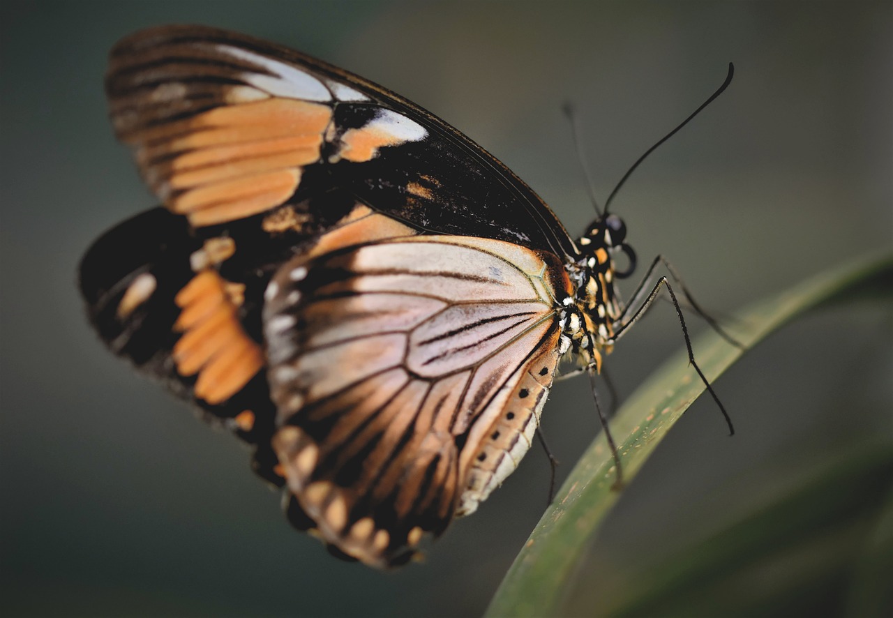 découvrez le monde fascinant des insectes, leurs habitats divers, leur rôle essentiel dans l'écosystème et des faits surprenants sur ces créatures incroyables. plongez dans l'univers des abeilles, papillons, fourmis et bien plus encore!