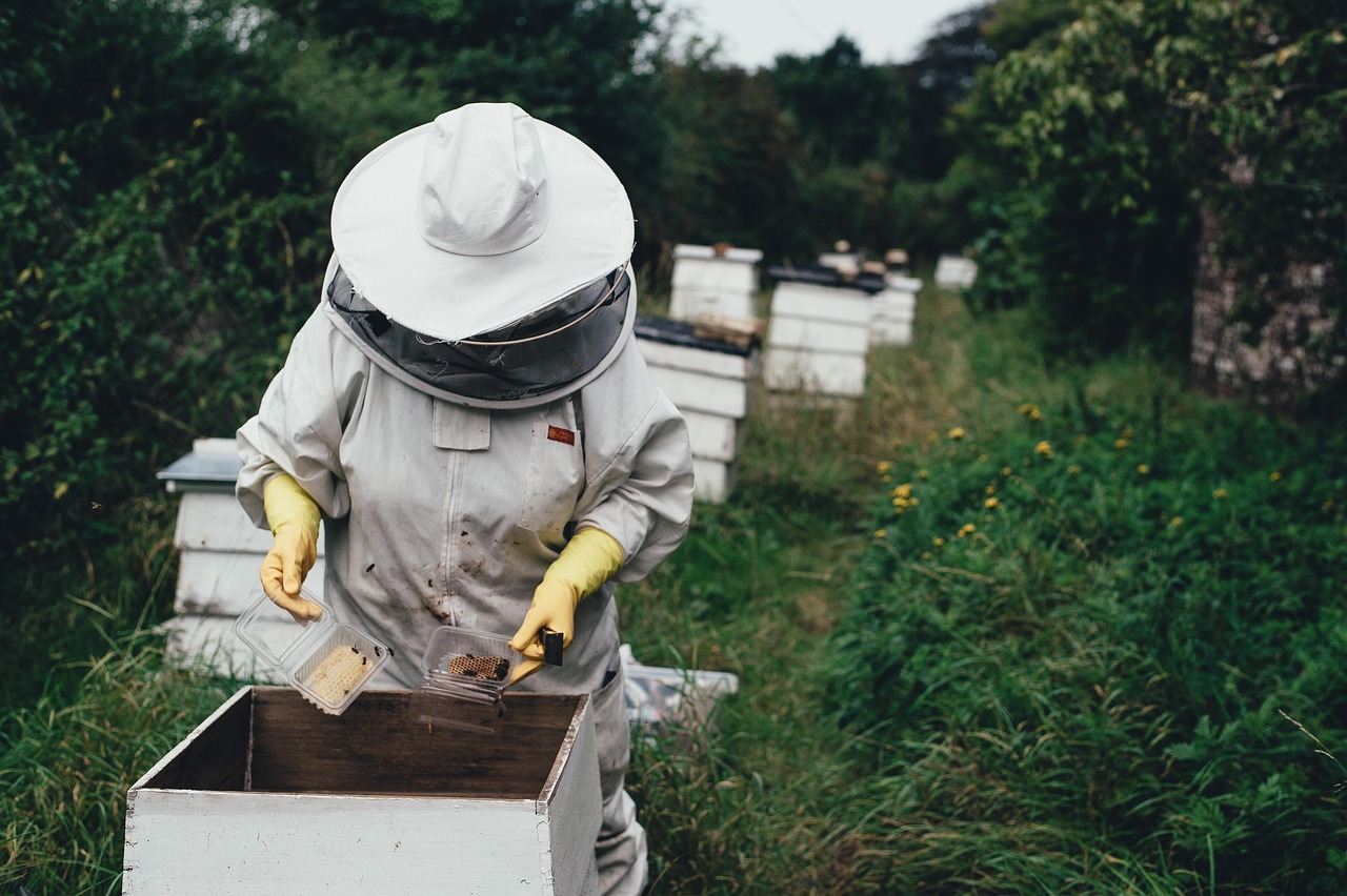 découvrez nos bee wraps écologiques, une alternative naturelle au film plastique pour conserver vos aliments tout en respectant l'environnement.