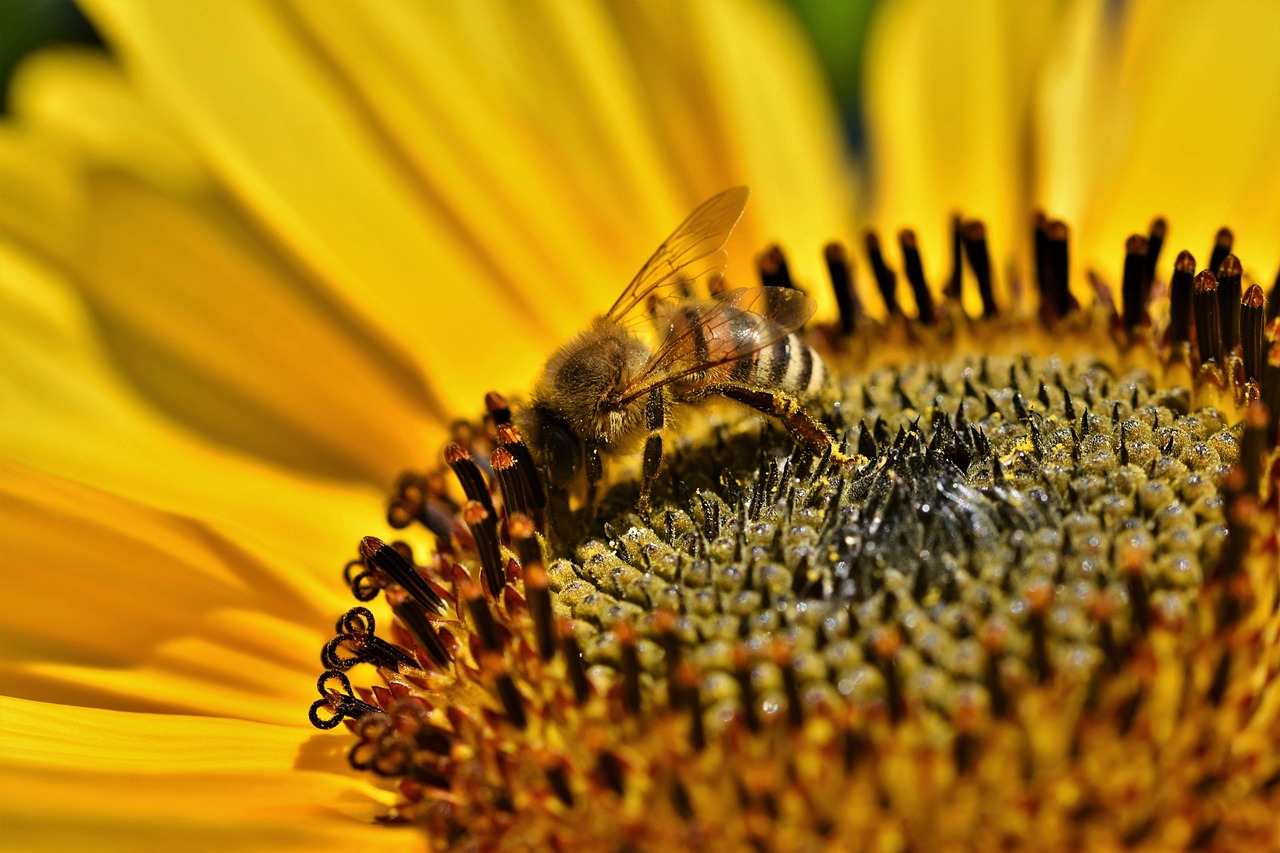 découvrez nos bee wraps écologiques, une alternative naturelle au film plastique pour conserver vos aliments tout en respectant l'environnement.