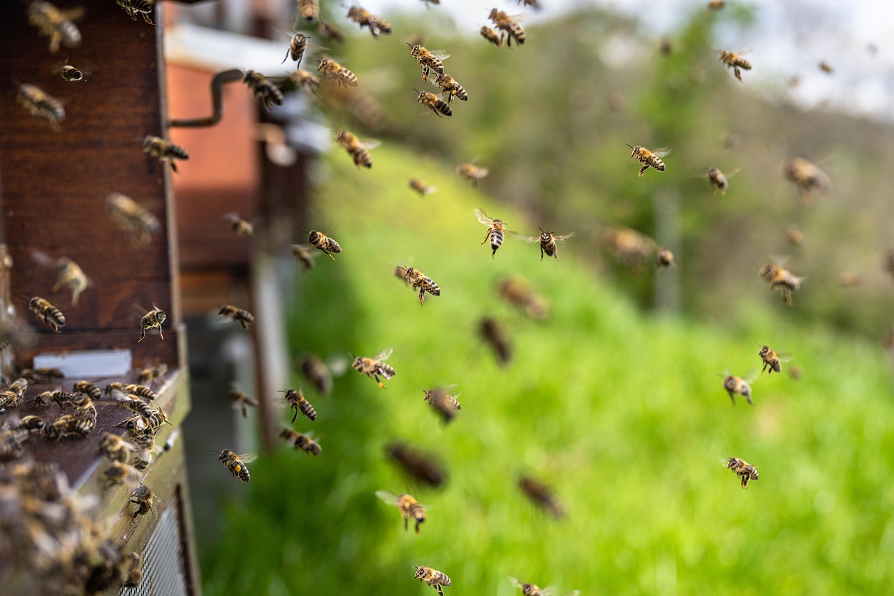 découvrez le monde fascinant des abeilles, leur rôle essentiel dans la pollinisation, la biodiversité, et comment les protéger pour un avenir durable.