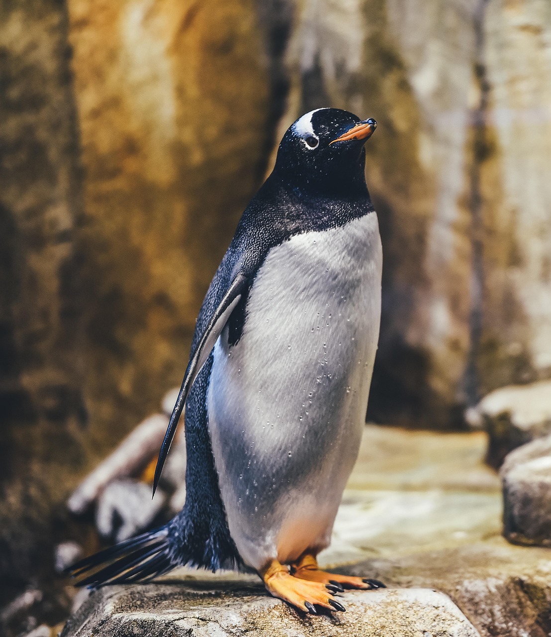 découvrez l'écosystème unique de l'antarctique, ses espèces adaptées au froid extrême et l'importance de sa préservation pour l'équilibre planétaire.