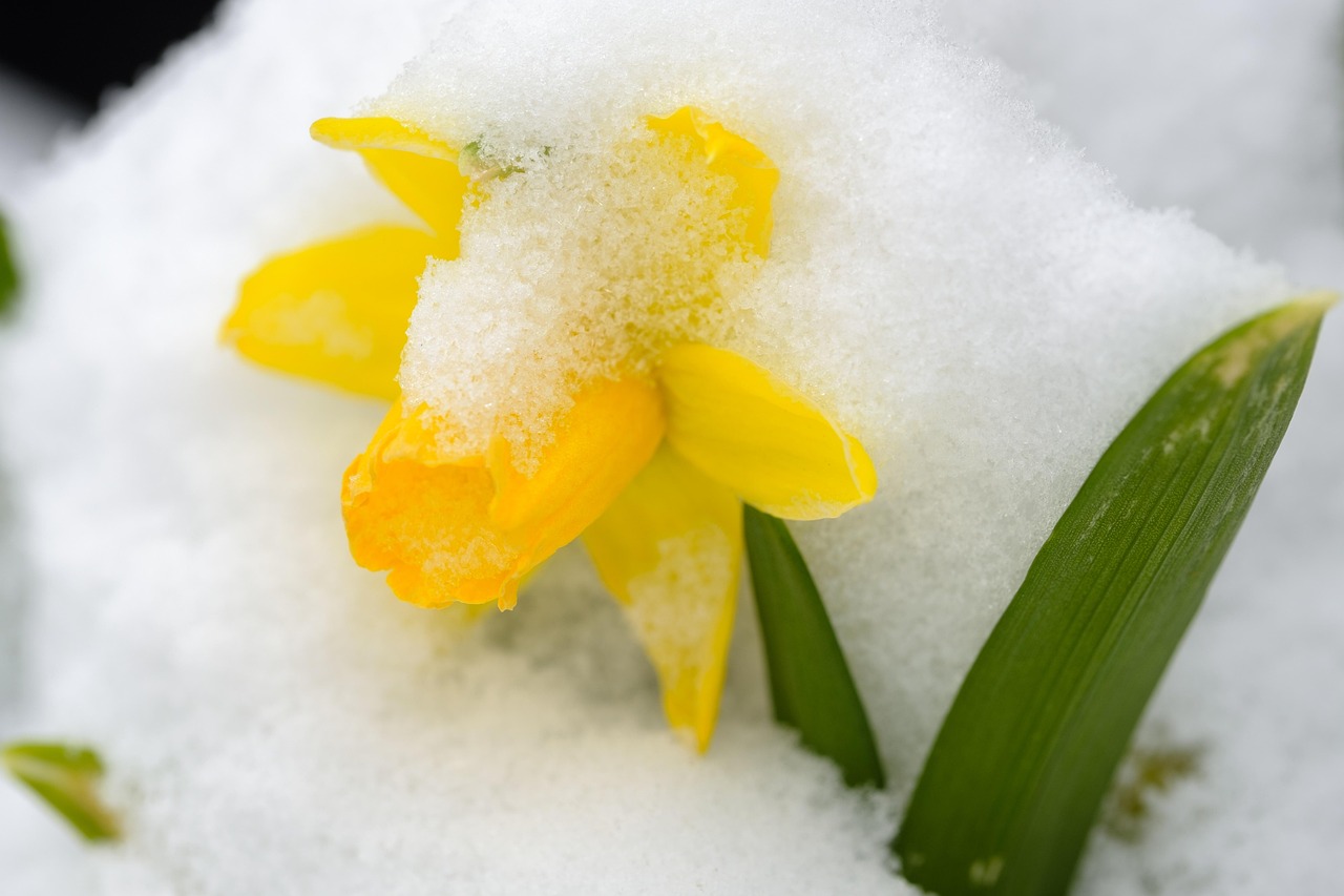 découvrez la beauté des jonquilles précoces, ces fleurs éclatantes qui annoncent le printemps et apportent couleur et fraîcheur à votre jardin.