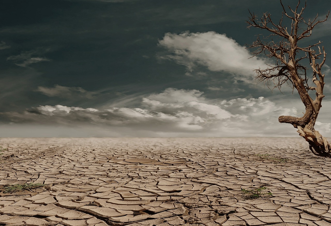 découvrez l'univers fascinant des dead trees (arbres morts) : leur rôle écologique, leur importance pour la biodiversité et comment ils transforment les paysages naturels.