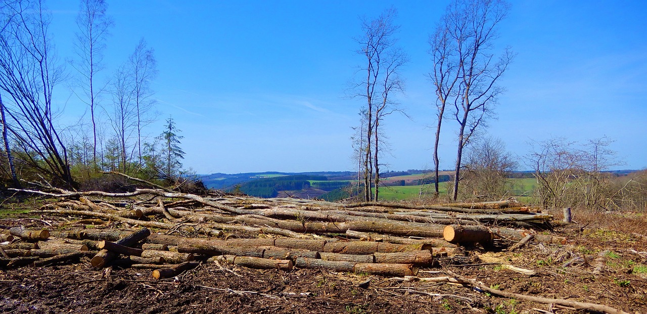 découvrez les impacts de la déforestation sur notre planète, les espèces menacées et les initiatives pour préserver nos forêts. informez-vous sur les solutions durables et le rôle crucial des forêts dans la lutte contre le changement climatique.