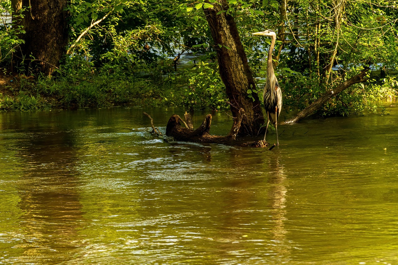 découvrez l'importance de la protection des zones humides pour préserver la biodiversité, réguler le climat et maintenir les écosystèmes essentiels.