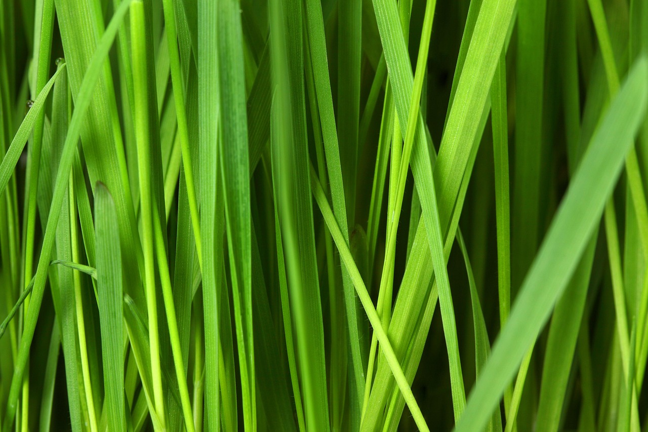 découvrez nos conseils et solutions pour une tonte éco-responsable, respectueuse de l'environnement et favorisant la biodiversité de votre jardin.