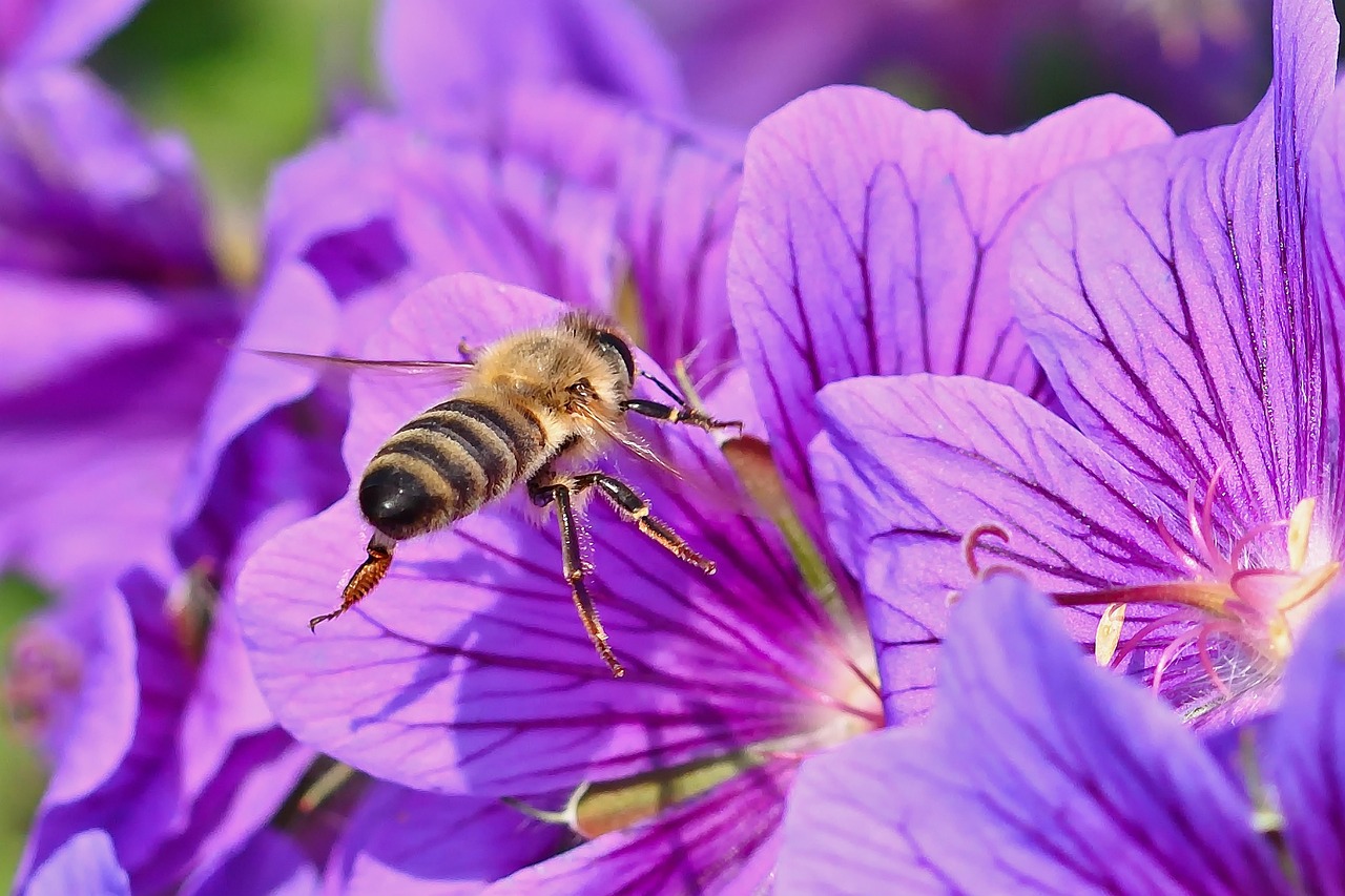 découvrez le bee wrap, une alternative écologique et réutilisable au film plastique pour conserver vos aliments tout en respectant l'environnement.