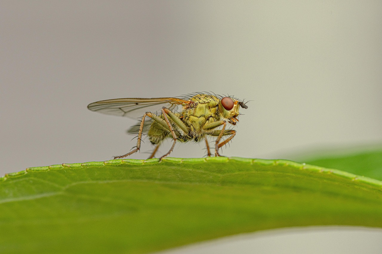 découvrez l'importance de la biodiversité pour notre planète, les menaces qu'elle endure et les actions que nous pouvons entreprendre pour la préserver. explorez comment chaque espèce joue un rôle crucial dans l'équilibre des écosystèmes et comment protéger notre héritage naturel.