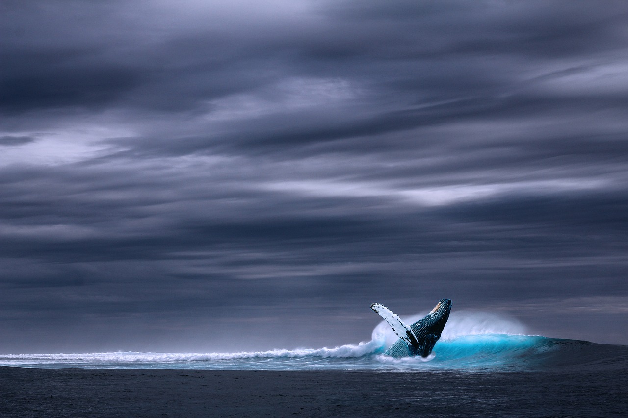 découvrez tout sur les baleines : leur mode de vie, leurs habitats, les différentes espèces et leur rôle essentiel dans l'écosystème marin. plongez dans l'univers fascinant de ces géants des mers.