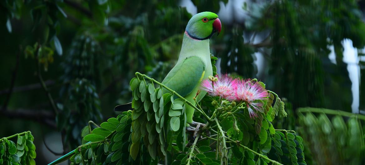 Un perroquet sur une branche d'arbre