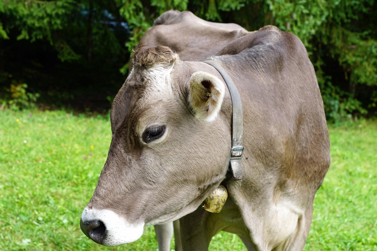 découvrez le processus de production du fromage, de la sélection du lait aux différentes étapes de fabrication et d'affinage. apprenez tout sur les techniques authentiques utilisées pour créer des fromages savoureux et uniques.