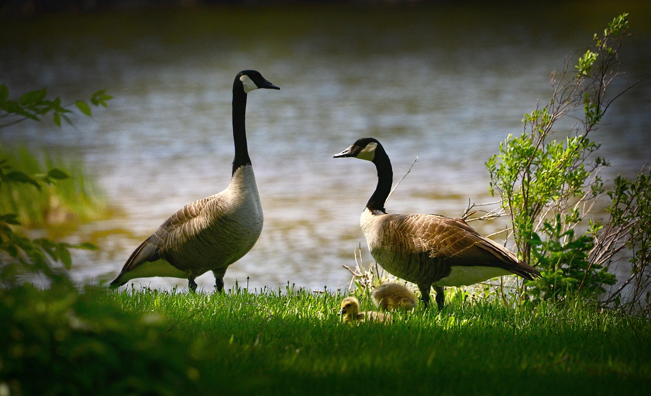 découvrez l'importance de la biodiversité, ses enjeux pour notre planète et les actions à entreprendre pour préserver les écosystèmes vitaux. explorez la richesse de la vie sur terre et apprenez comment chacun peut contribuer à sa protection.